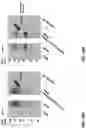 Fig. 57 - METHODS OF PRODUCING TWO CHAIN PROTEINS IN BACTERIA