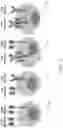 Fig. 04 - LILRB1-based chimeric antigen receptor
