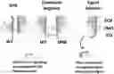 Fig. 01 - CELLULAR THERAPEUTICS ENGINEERED WITH SIGNAL MODULATORS AND METHODS OF USE THEREOF