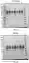 Fig. 33 - Anti-VEGF protein compositions and methods for producing the same