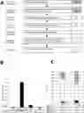 Fig. 01 - Antibodies having specificity for BTN2 and uses thereof