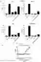 Fig. 03 - Antibodies having specificity for BTN2 and uses thereof