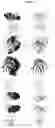 Fig. 27 - Antibodies having specificity for BTN2 and uses thereof