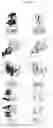 Fig. 28 - Antibodies having specificity for BTN2 and uses thereof
