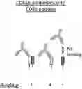Fig. 01 - Fusions with CD8 antigen binding molecules for modulating immune cell function