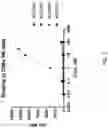 Fig. 10 - Fusions with CD8 antigen binding molecules for modulating immune cell function