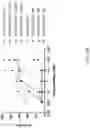 Fig. 19 - Fusions with CD8 antigen binding molecules for modulating immune cell function