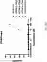 Fig. 23 - Fusions with CD8 antigen binding molecules for modulating immune cell function