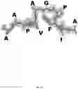 Fig. 30 - MULTISPECIFIC BINDING PROTEINS