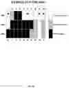 Fig. 45 - MULTISPECIFIC BINDING PROTEINS