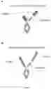 Fig. 86 - MULTISPECIFIC BINDING PROTEINS