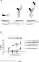 Fig. 87 - MULTISPECIFIC BINDING PROTEINS