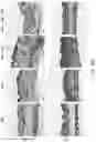 Fig. 12 - ANTI BDCA-2 ANTIBODIES