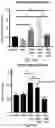 Fig. 13 - ANTI BDCA-2 ANTIBODIES