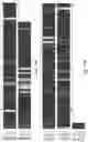 Fig. 15 - ANTI BDCA-2 ANTIBODIES