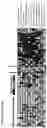 Fig. 09 - TYPE I INTERFERON-MEDIATED DISORDERS