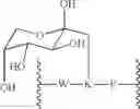Fig. 32 - Glycated CD59 peptides, their preparation, and uses thereof