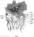 Fig. 03 - ANTIBODY VARIANTS WITH PH-DEPENDENT ANTIGEN BINDING FOR SELECTIVE TARGETING OF SOLID TUMORS