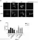 Fig. 14 - ANTIBODY VARIANTS WITH PH-DEPENDENT ANTIGEN BINDING FOR SELECTIVE TARGETING OF SOLID TUMORS