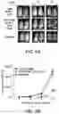 Fig. 14 - Compositions and methods for immunotherapy