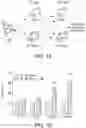 Fig. 17 - Compositions and methods for immunotherapy