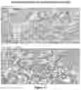 Fig. 12 - METHODS OF USING MONOCLONAL ANTIBODIES TARGETING EPITOPES OF ASPH