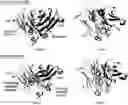 Fig. 01 - CH3 DOMAIN VARIANT PAIR INDUCING FORMATION OF HETERODIMER OF HEAVY CHAIN CONSTANT REGION OF ANTIBODY AT HIGH EFFICIENCY, METHOD FOR PREPARING SAME, AND USE THEREOF