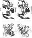Fig. 08 - CH3 DOMAIN VARIANT PAIR INDUCING FORMATION OF HETERODIMER OF HEAVY CHAIN CONSTANT REGION OF ANTIBODY AT HIGH EFFICIENCY, METHOD FOR PREPARING SAME, AND USE THEREOF