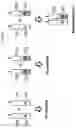 Fig. 10 - CH3 DOMAIN VARIANT PAIR INDUCING FORMATION OF HETERODIMER OF HEAVY CHAIN CONSTANT REGION OF ANTIBODY AT HIGH EFFICIENCY, METHOD FOR PREPARING SAME, AND USE THEREOF