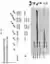 Fig. 23 - CH3 DOMAIN VARIANT PAIR INDUCING FORMATION OF HETERODIMER OF HEAVY CHAIN CONSTANT REGION OF ANTIBODY AT HIGH EFFICIENCY, METHOD FOR PREPARING SAME, AND USE THEREOF