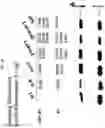 Fig. 25 - CH3 DOMAIN VARIANT PAIR INDUCING FORMATION OF HETERODIMER OF HEAVY CHAIN CONSTANT REGION OF ANTIBODY AT HIGH EFFICIENCY, METHOD FOR PREPARING SAME, AND USE THEREOF