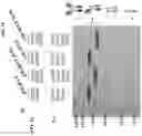Fig. 26 - CH3 DOMAIN VARIANT PAIR INDUCING FORMATION OF HETERODIMER OF HEAVY CHAIN CONSTANT REGION OF ANTIBODY AT HIGH EFFICIENCY, METHOD FOR PREPARING SAME, AND USE THEREOF