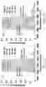 Fig. 03 - Crosslinked colloidal cellulose nanocrystals and methods of preparation and use thereof
