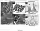 Fig. 04 - Aqueous composition and a method of producing durable and extremely efficient water repelling superhydrophobic materials at ambient condition thereof