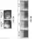 Fig. 03 - Methods of cementing a wellbore without using a spacer fluid with a chain extended non-ionic surfactant