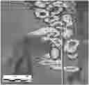 Fig. 01 - FLUIDS FOR SINGLE AND MULTI PAD DELIVERY