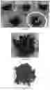 Fig. 12 - Melt-flowable extracts from biomass as a selective additive for agglomerated biomass with binding and moisture resistance properties