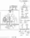 Fig. 19 - CONTROL OF NITROGEN FIXATION IN RHIZOBIA THAT ASSOCIATE WITH CEREALS