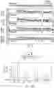 Fig. 30 - CONTROL OF NITROGEN FIXATION IN RHIZOBIA THAT ASSOCIATE WITH CEREALS