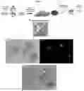 Fig. 02 - INDUCED STEM CELLS