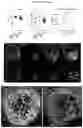 Fig. 04 - INDUCED STEM CELLS