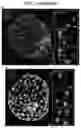 Fig. 06 - INDUCED STEM CELLS