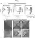 Fig. 09 - INDUCED STEM CELLS