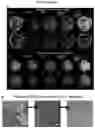 Fig. 10 - INDUCED STEM CELLS