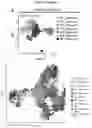 Fig. 16 - INDUCED STEM CELLS