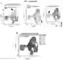 Fig. 17 - INDUCED STEM CELLS