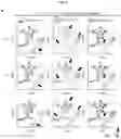 Fig. 26 - INDUCED STEM CELLS