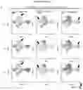 Fig. 27 - INDUCED STEM CELLS