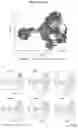 Fig. 30 - INDUCED STEM CELLS