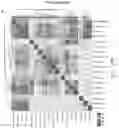 Fig. 31 - INDUCED STEM CELLS